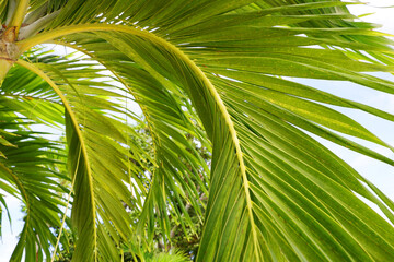 Tropical palm leaves,Tropical green palm leaves background. Tropical plants background.