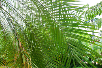 Tropical palm leaves,Tropical green palm leaves background. Tropical plants background.