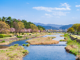 春の京都　賀茂川