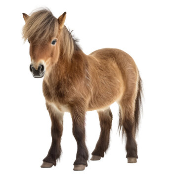 dwarf horse isolated on white