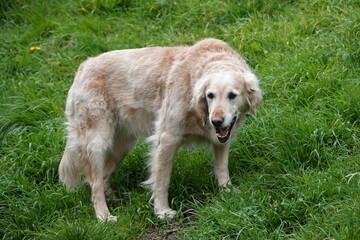 Golden retriever chien guide d'aveugle