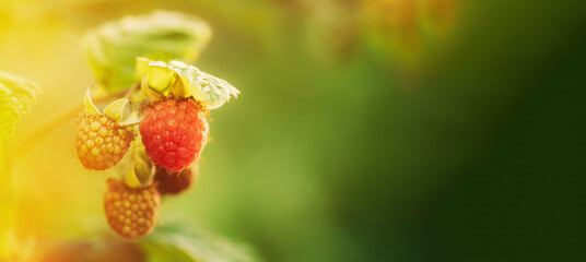 Ripe Raspberry Next To Unripe One. Close Up View On Raspberries. Growing Organic Berries. Genetically Modified Food Concept. Difference Between Genetically Modified Foods And Natural. Copy Space.