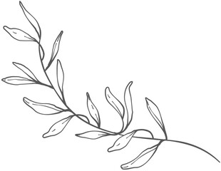 hand drawn floral elements.Floral line.