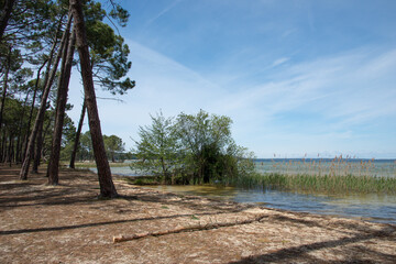 des arbres et des roseaux sur le rivage du lac
