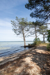 Fototapeta na wymiar des arbres sur la plage
