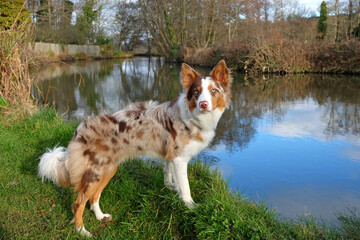 A tri coloured red merle border collie stood on a river bank, Surrey, UK.