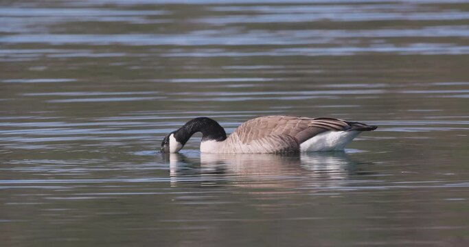 A Canadian Goose, Branta canadenis, swimming in the water of a canal in Rijkevorsel, Antwerp, Belgium. High quality 4k footage