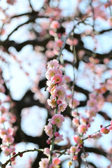 青空に映える満開の梅花