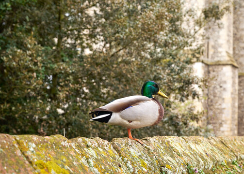 Solitary Mallard duck standing on a wall
