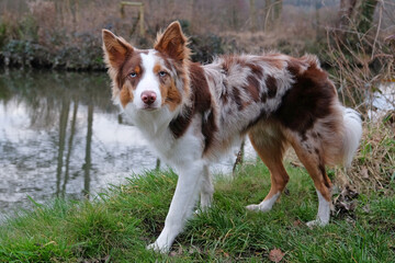 A tri coloured red merle border collie stood on a river bank, Surrey, UK.