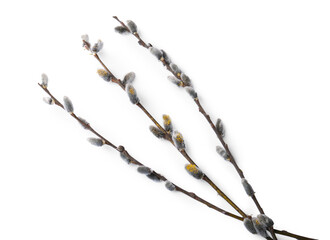 Beautiful pussy willow branches with flowering catkins isolated on white, top view