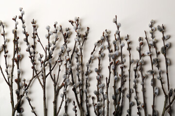 Obraz premium Beautiful willow branches with fuzzy catkins on beige background, flat lay