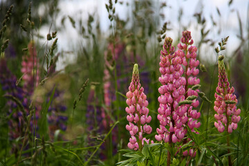 meadow with lupines  and grass