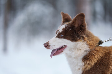 Ginger laika dog portrait in winter