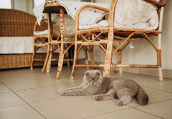 A fluffy cat in the interior, a gray kitten lies on the floor in the room