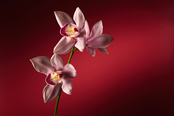 Fototapeta na wymiar Cymbidium orchid flowers on red background, place for text