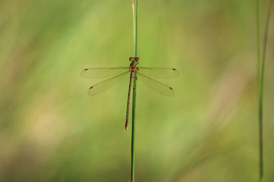 Damselfly at rest on a stem with a green background (Aumelas, H&eacute;rault, France)
