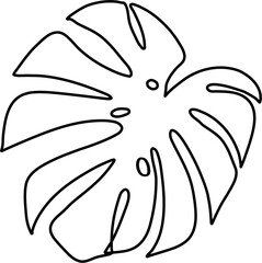 Exotic tropical leaves. Monstera plant leaf.