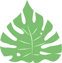 Exotic tropical leaves. Monstera plant leaf.