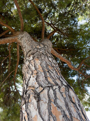 Closeup photo of stone umbrella pine tree low angle