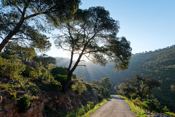 Country road in the  Colle Noire mountain.. French Riviera