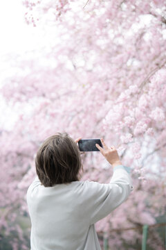 Middle-aged woman photographing cherry blossoms Vertical