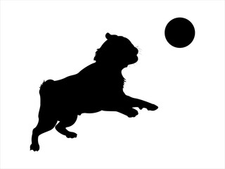Silhouette of a Pug Dog Jumping to Try to Catch A Ball