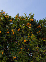 Citrus tree with oranges in Nice city France