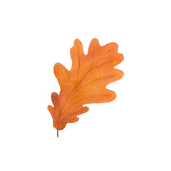Obraz premium Autumn oak leaf watercolor isolated on white background. Leaf fall. Hand drawing. Art. illustratrion for card, invitations, design.
