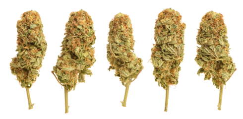 Cannabis bud collection isolated 
