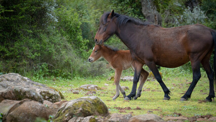 Obraz na płótnie Canvas Giara horses graze in their natural environment, Giara di Gesturi, South Sardinia 