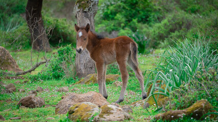 Naklejka na ściany i meble foal of the Giara Cavallini breed playing in its natural environment, Giara di Gesti, South Sardinia 
