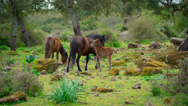 foal of the Giara Cavallini breed, protected by its mother, playing in its natural environment, Giara di Gesturi, South Sardinia
