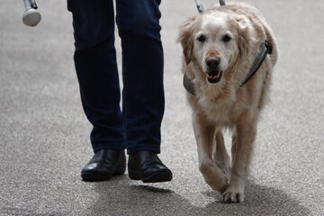 Un chien guide marche avec son maitre mal voyant, golden retriever chien guide d'aveugle