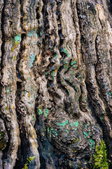 Close Up of Tree Bark 