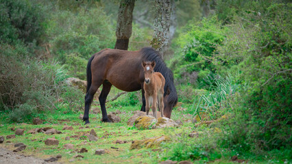 Fototapeta na wymiar Giara horses graze in their natural environment, Giara di Gesturi, South Sardinia 