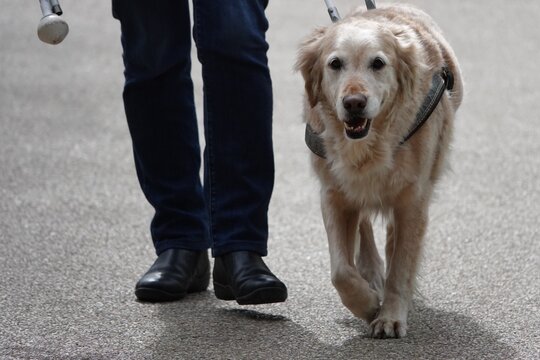 Un chien guide marche avec son maitre mal voyant, golden retriever chien guide d'aveugle