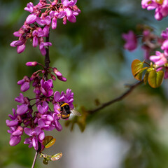 Fototapeta premium Honey Bee flying over the purple flowers of the tree of love or judas tree (Cercis siliquastrum)