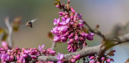Honey Bee flying over the purple flowers of the tree of love or judas tree (Cercis siliquastrum)