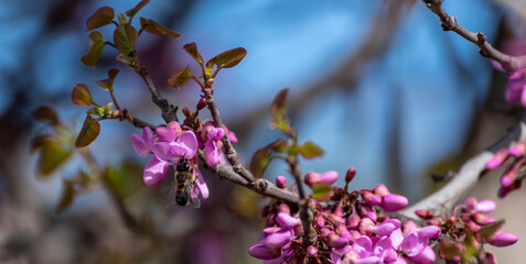 Bee flying over the purple flowers of the tree of love or judas tree (Cercis siliquastrum)