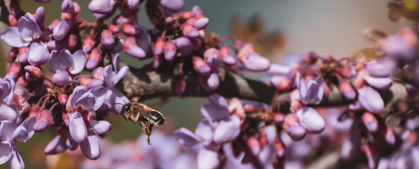 Bee flying over the purple flowers of the tree of love or judas tree (Cercis siliquastrum)