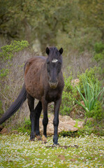 Giara horses graze in their natural environment, Giara di Gesturi, South Sardinia
