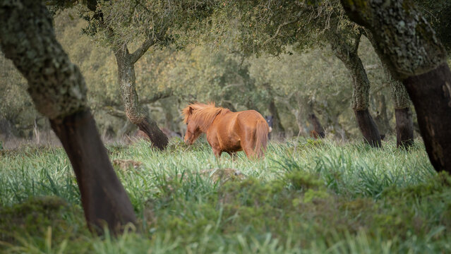 Giara horses graze in their natural environment, Giara di Gesturi, South Sardinia

