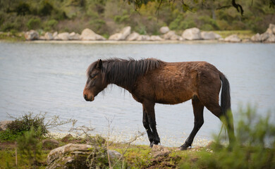 Giara horses graze in their natural environment, Giara di Gesturi, South Sardinia
