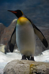 Penguin on Snowy Rocks