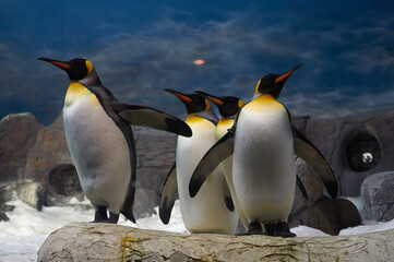 4 Penguins on Snowy Rocks