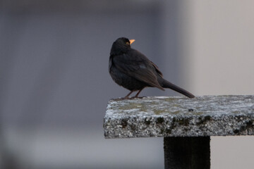 Wary blackbird