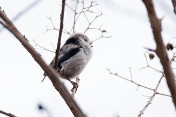 Long-tailerd tit singing