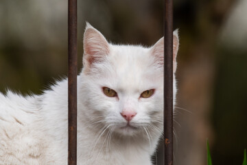 Angry cat in a cage