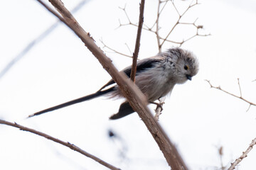 Long-tailed tit with ruffled feathers